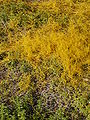 area covered with Cuscuta campestris (Israel)