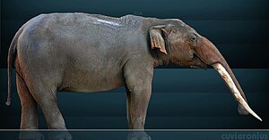 Late Pleistocene Extinctions