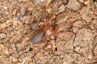 <span class="mw-page-title-main">Cybaeidae</span> Family of spiders