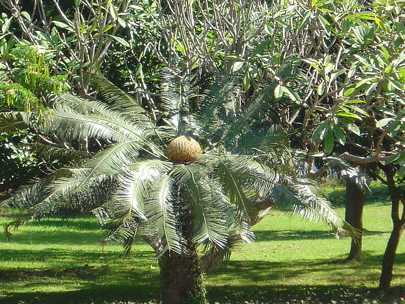 File:Cycad.jpg