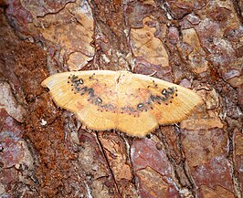 Cyclophora lennigiaria