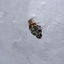 Cyclosa argenteoalba waiting in the hub of its web Cyclosa argenteoalba.jpg