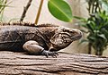 Cuban ground iguana (Cyclura nubila)