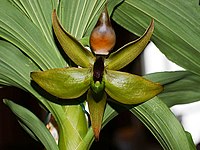 Cycnoches loddigesii Type species