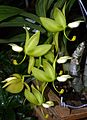 Cycnoches ventricosum flowers