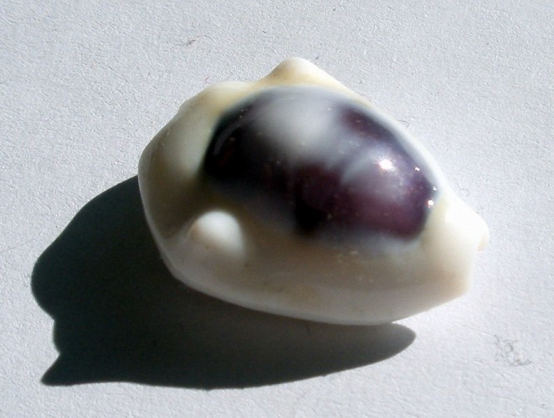 File:Cypraea moneta blue (2763437750).jpg