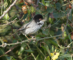 Кипрская певчая птица (Sylvia melanothorax) .jpg