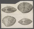 Cytherea maculata - - Print - Iconographia Zoologica - Special Collections University of Amsterdam - UBAINV0274 078 01 0022A.tif