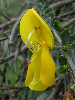 Broom flower