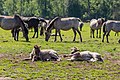* Nomination Dülmen pony in the Merfeld Bruch, Merfeld, Dülmen, North Rhine-Westphalia, Germany --XRay 03:39, 29 June 2020 (UTC) * Promotion  Support Good quality -- Johann Jaritz 03:42, 29 June 2020 (UTC)