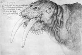 Dürer Kopf eines Walrosses.jpg