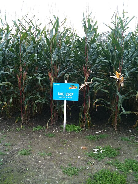 File:DKC 3307 Dekalb.JPG