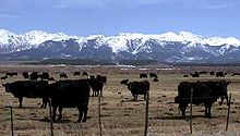 Cattle ranching in Jackson County DSCN2549 beevesnearwalden 600.jpg