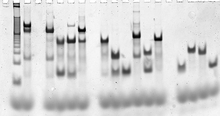 Gel electrophoresis methods, such as this formation assay on a DX complex, are used to ascertain whether the desired structures are forming properly. Each vertical lane contains a series of bands, where each band is characteristic of a particular reaction intermediate. DX formation gel.png