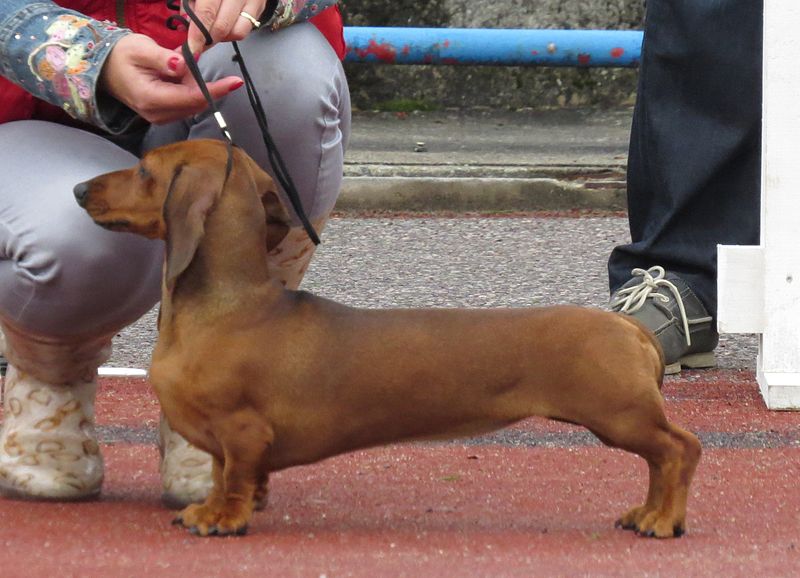 File:Dachshund rabbit.JPG