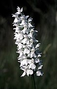 Dactylorhiza fuchsii subsp. okellyi