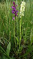 Dactylorhiza incarnata subsp. ochroleuca Germany - Radolfzell