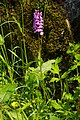   Heath Spotted Orchid (Dactylorhiza maculata)