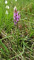 Dactylorhiza vosagiaca Germany - Eppenbrunn, Wasgau