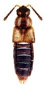 February 7: The rove beetle Dalotia coriaria.