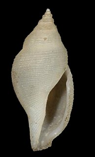 <i>Daphnella reticulosa</i> Species of gastropod