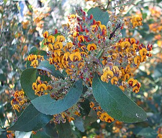 <i>Daviesia latifolia</i> species of plant