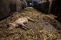 Dead piglett in hay.jpg