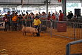 Delaware State Fair - 2012 (7695722050).jpg