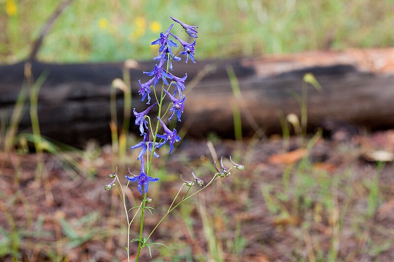 File:Delphinium scopulorum - Flickr - aspidoscelis (3).jpg