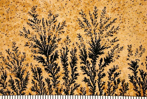Pyrolusite (manganese(IV) oxides) dendrites on a limestone bedding plane from Solnhofen, Germany. Scale in mm.