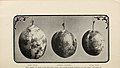Descriptive catalogue of deciduous and citrus fruit trees grape vines, small fruits ornamental trees shrubs, roses and palms (1905) (20353694918).jpg