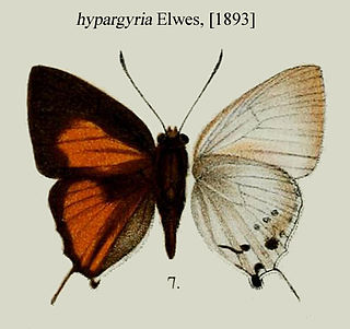 <i>Deudorix hypargyria</i> Species of butterfly