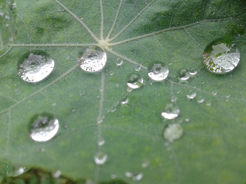 File:Dew, surface tension 05.jpg