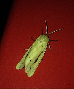 Diacrisia metelkana 138003160.jpg