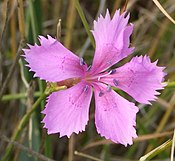 Dianthus caryophyllus — типовий вид з порядку гвоздикоцвіті (Caryophyllales)