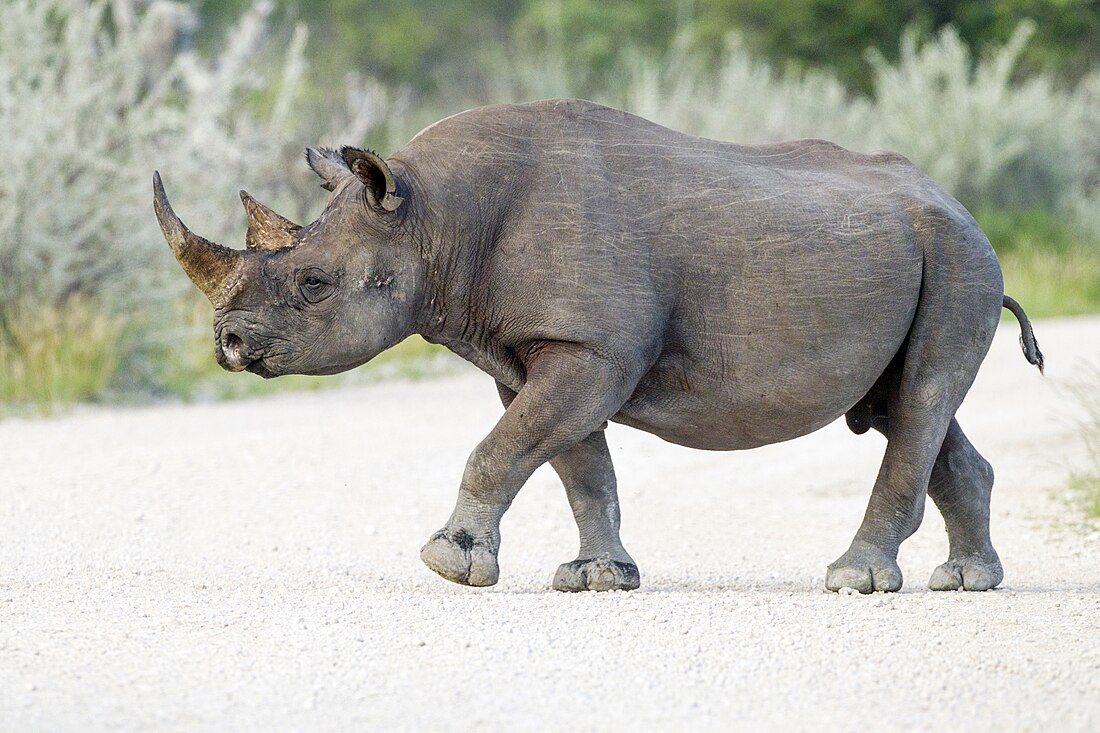 Black rhinoceros