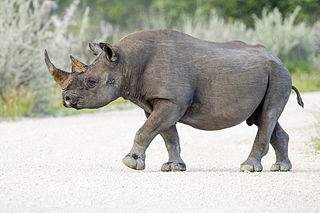 Black rhinoceros species of mammal