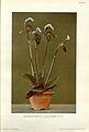 Paphiopedilum callosum Tafel II in: Rudolf Schlechter: Die Orchideen (1915)