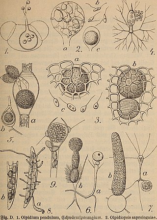 <i>Chytridium</i> Genus of fungi in the Chytridiomycetes class