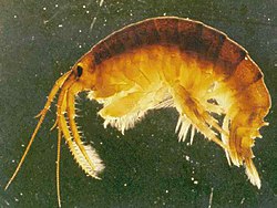 Dikerogammarus villosus (8740859563).jpg