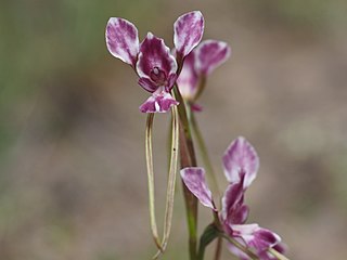 <i>Diuris dendrobioides</i> Species of orchid