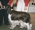 English Springer Spaniel, liver & white