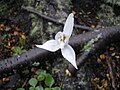 Codonorchis lessonii Argentina