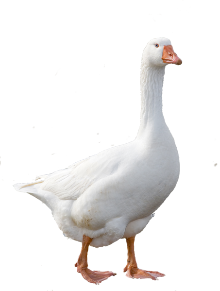 File:Domestic goose.png