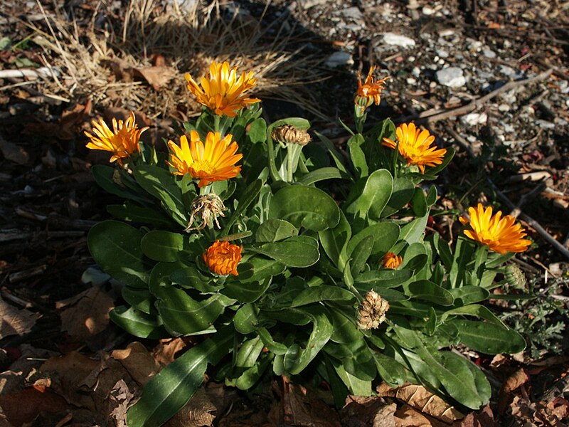 File:Doronic-grandes-fleurs massif.jpg