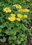 Doronicum orientale