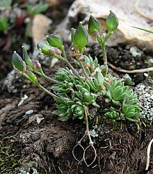 Draba globosa Sherel Goodrich.jpg