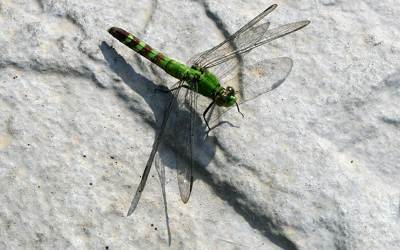 File:Dragonfly ran-110.jpg