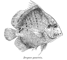 Drepane punctata DrepanePunctata.png