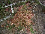 Drosera kaieteurensis (5). 
 jpg